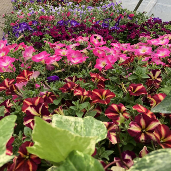 Summer Annuals
